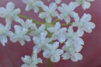 Pimpinella saxifraga