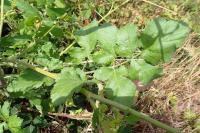 Pastinaca sativa