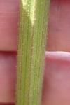 Pastinaca sativa