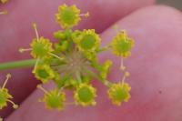 Pastinaca sativa