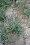 Rumex acetosella