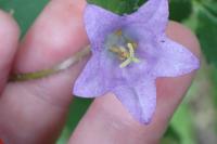 Campanula trachelium