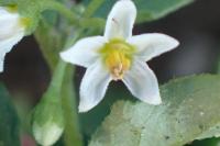 Solanum nigrum