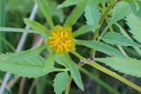 Bidens frondosa