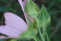 Malva moschata