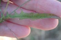 Crepis capillaris