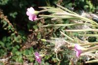 Epilobium hirsutum