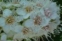 Spiraea alba