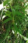 Polygonatum verticillatum