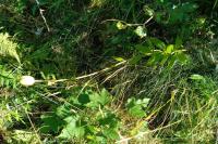 bota