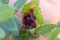 Hypericum humifusum