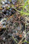 Pilularia globulifera