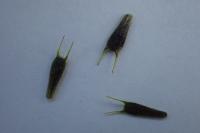 Bidens frondosa