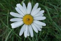 Leucanthemum maximum