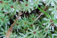 Polytrichum