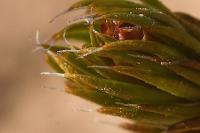 Polytrichum