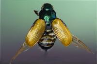 Phyllopertha horticola