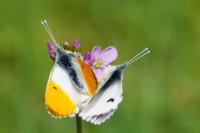 Anthocharis cardamines