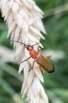 Rhagonycha fulva