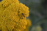 Episyrphus balteatus