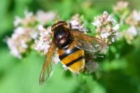 Volucella zonaria