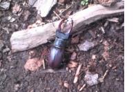 Lucanus cervus