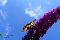 Papilio machaon