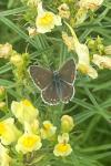 Lysandra bellargus