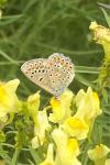 Lysandra bellargus