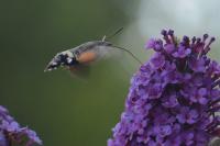 Macroglossum stellatarum