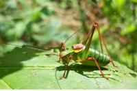 Barbitistes serricauda