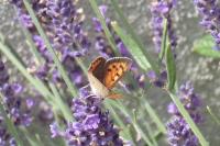 Lycaena phlaeas
