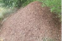 Formica rufa sensu lato