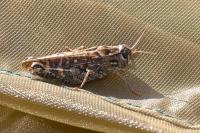 Calliptamus italicus