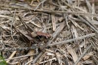 Pholidoptera griseoaptera