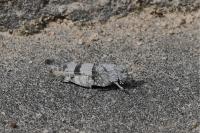 Oedipoda caerulescens