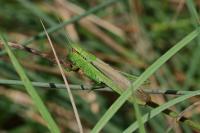 Mecostethus parapleurus