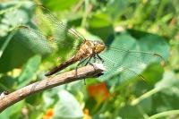 Orthetrum coerulescens
