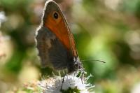 Coenonympha pamphilus