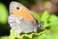 Coenonympha pamphilus