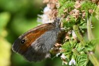 Coenonympha pamphilus