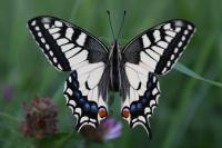 Papilio machaon