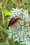 Rhagonycha fulva