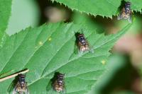 Musca autumnalis