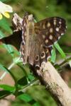Pararge aegeria