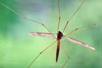 Tipula