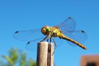Sympetrum striolatum