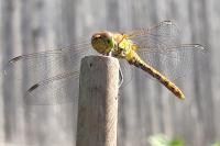 Sympetrum striolatum
