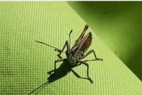 Gomphocerippus rufus