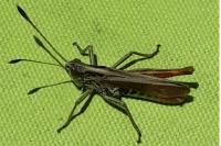 Gomphocerippus rufus